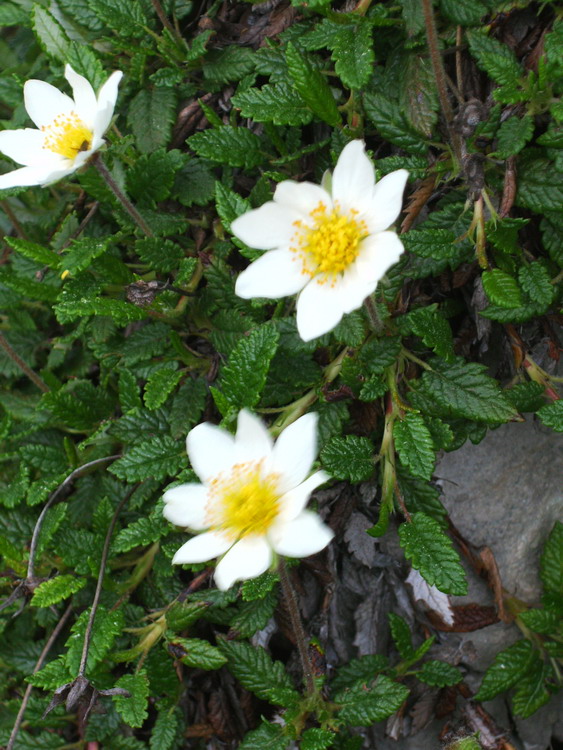 Dryas octopetala / Camedrio alpino